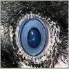 RavenMadd