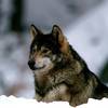 Fenris
