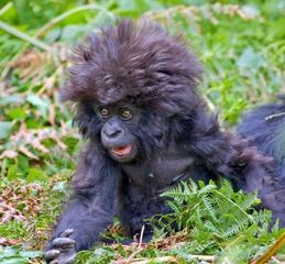 Gorilla 1