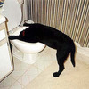 Dog Vommit 