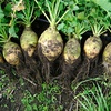 Rutabaga  Variety Nadmorska