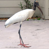 Weird Bird 1