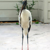 Weird Bird 2