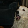 Singin Max