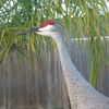 Wierd Bird