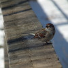 Dscf5748