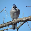 Dscf5747
