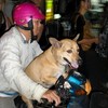 Thai Dog