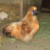 Img 4702