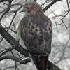 Hawk Dscf9472 Large