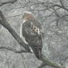 Hawk Dscf9429 Copy Large