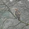 Hawk Dscf9430 Large