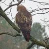 Hawk Dscf9436 Large