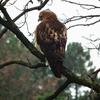 Hawk Dscf9441 Copy Large