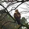 Hawk Dscf9442 Large