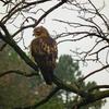 Hawk Dscf9443 Large