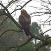 Hawk Dscf9445 Copy Large