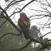 Hawk Dscf9446 Copy Large