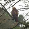 Hawk Dscf9447 Large