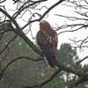 Hawk Dscf9448 Large