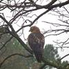 Hawk Dscf9449 Large