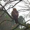 Hawk Dscf9450 Large