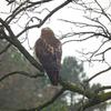 Hawk Dscf9451 Large