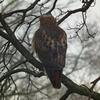 Hawk Dscf9459 Copy Large
