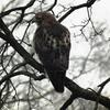 Hawk Dscf9467 Large