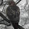 Hawk Dscf9471 Copy Large