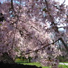 20120323 267