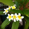 Frangipani