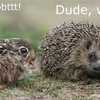 Littles