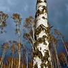 Björkarochhimmel