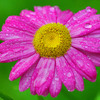 Rosagulblomma Redigerad 1