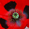 Opionblomma