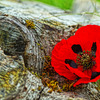 Rödblommamedrot
