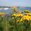 Fundy Bar 323