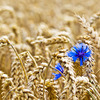 Blåblommaivetefält