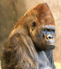 conehead gorilla