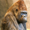 conehead gorilla