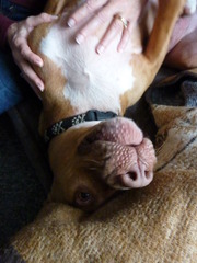 Deafdog