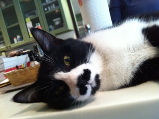 loulou