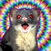 Ripped Weasel