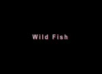 Wild Fish