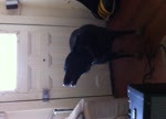Wilmer the dog