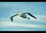 Albatros