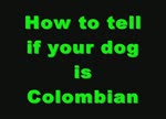 Your Dog might be Colombian if :