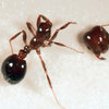 Dead Ant
